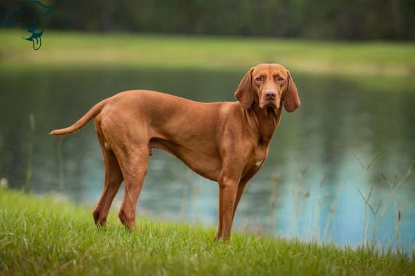 Wirehaired Vizsla Image 3