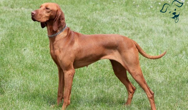 Wirehaired Vizsla Image 2