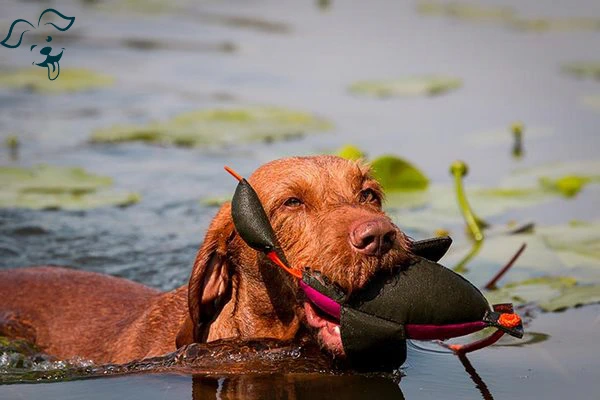 Wirehaired Vizsla Image 4