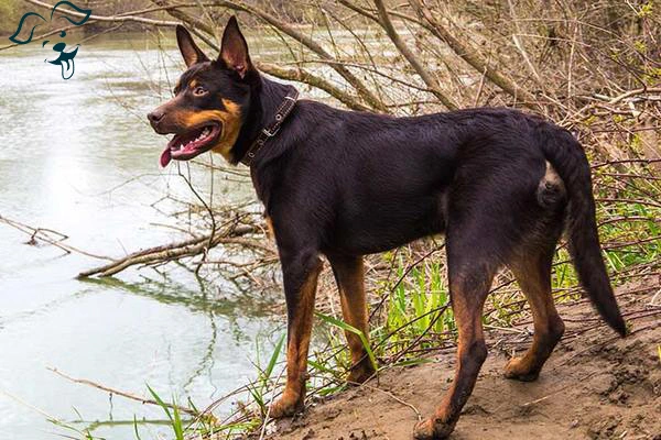 Working Kelpie
