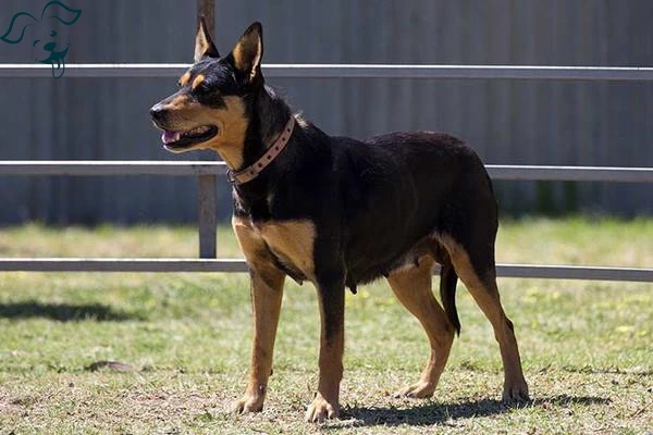 Working Kelpie Image 2