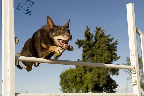 Working Kelpie Image 3