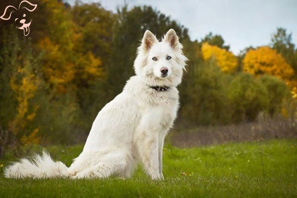 Yakutian Laika Image 3