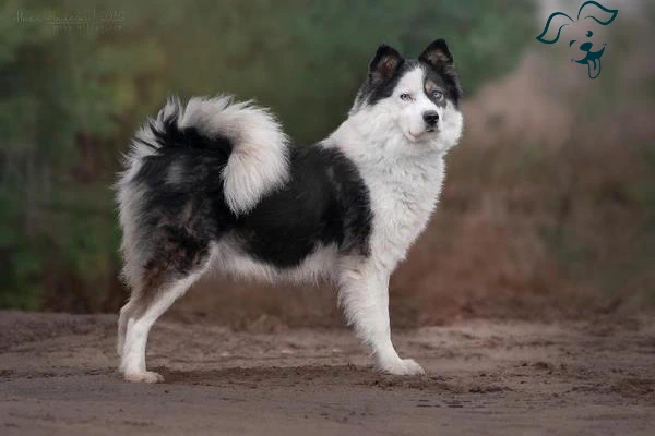 Yakutian Laika Image 2