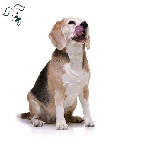 Beagle Image 1