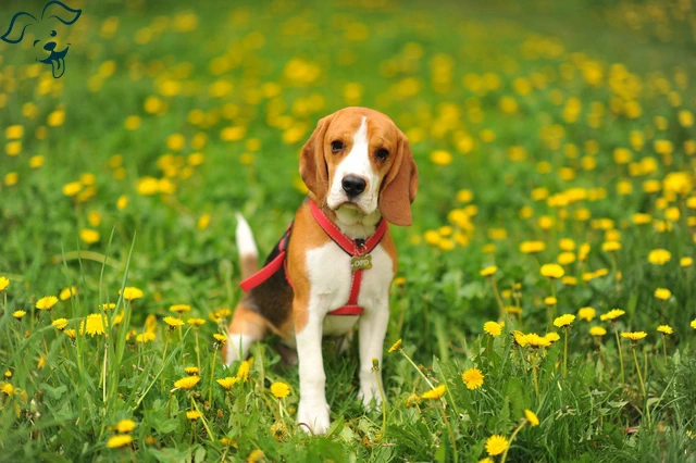 Beagle Image 3