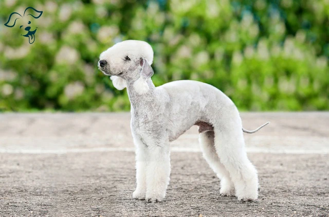 Bedlington Terrier