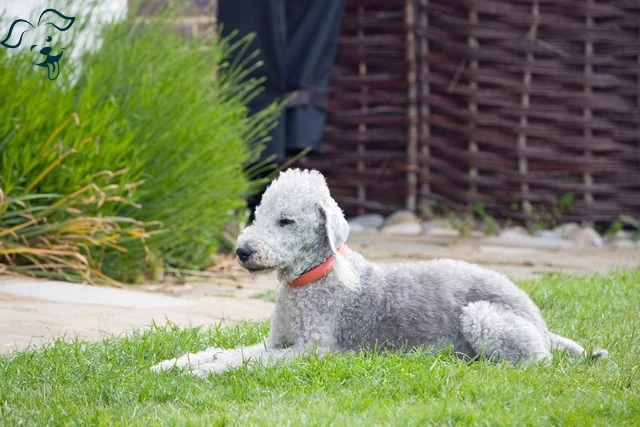 Bedlington Terrier Image 2