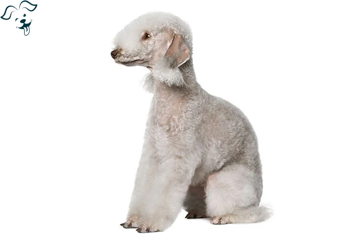 Bedlington Terrier Image 3