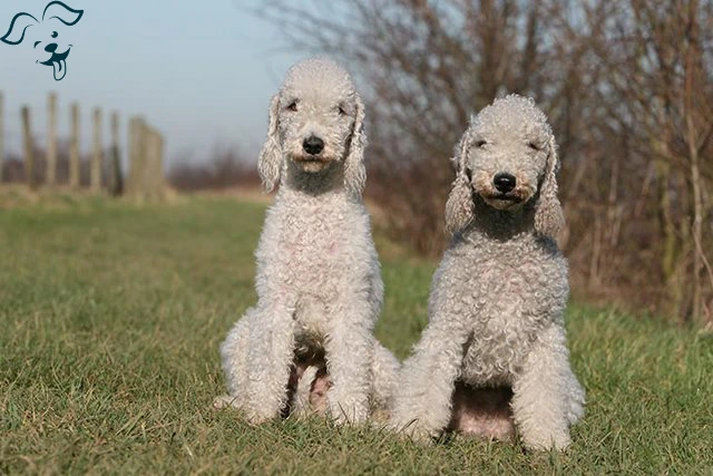 Bedlington Terrier Image 4