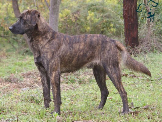 Treeing Tennessee Brindle Image 3