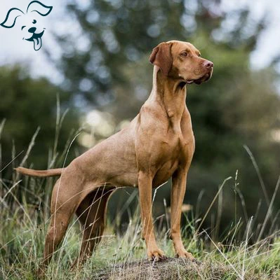 Wirehaired Vizsla