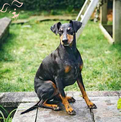 Manchester Terrier (Toy) Image 4