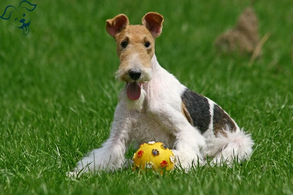 Wire Fox Terrier
