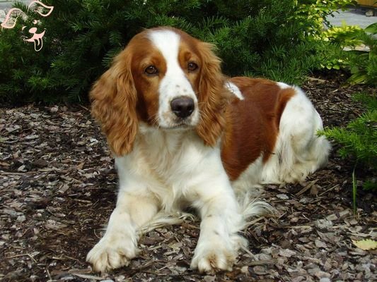Welsh Springer Spaniel Image 3