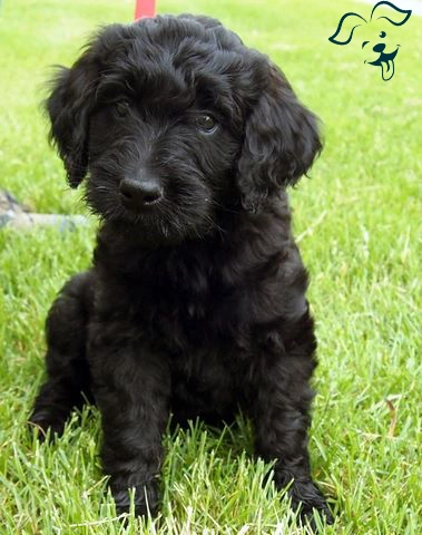 Black-Golden-Doodle