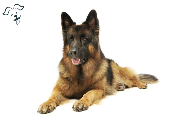 german-shepherd