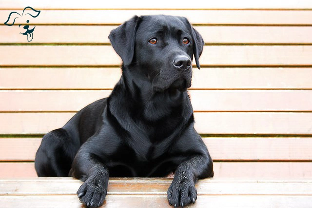 black-golden-retriever