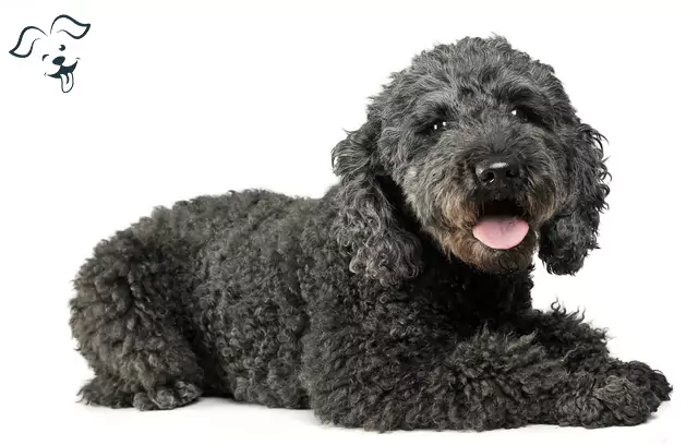 Black Labradoodles