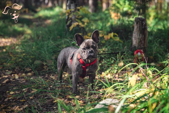 Blue French Bull dog