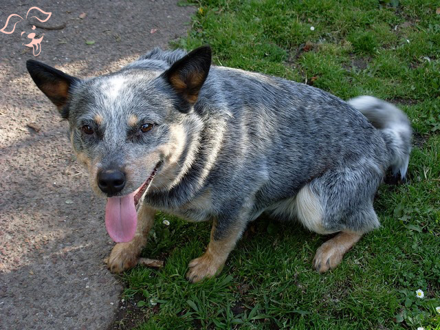 Blue Heeler