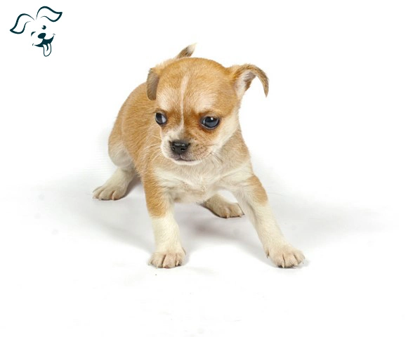 Chihuahua-Terrier-Mix