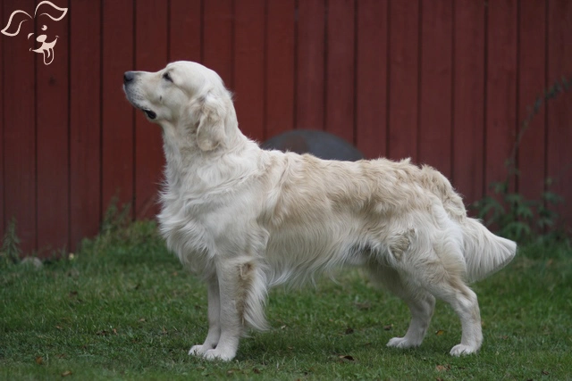 English Cream Golden Retriever