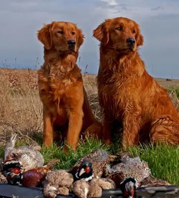 red-golden-retrievers