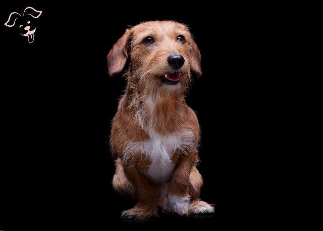 english cream dachshund