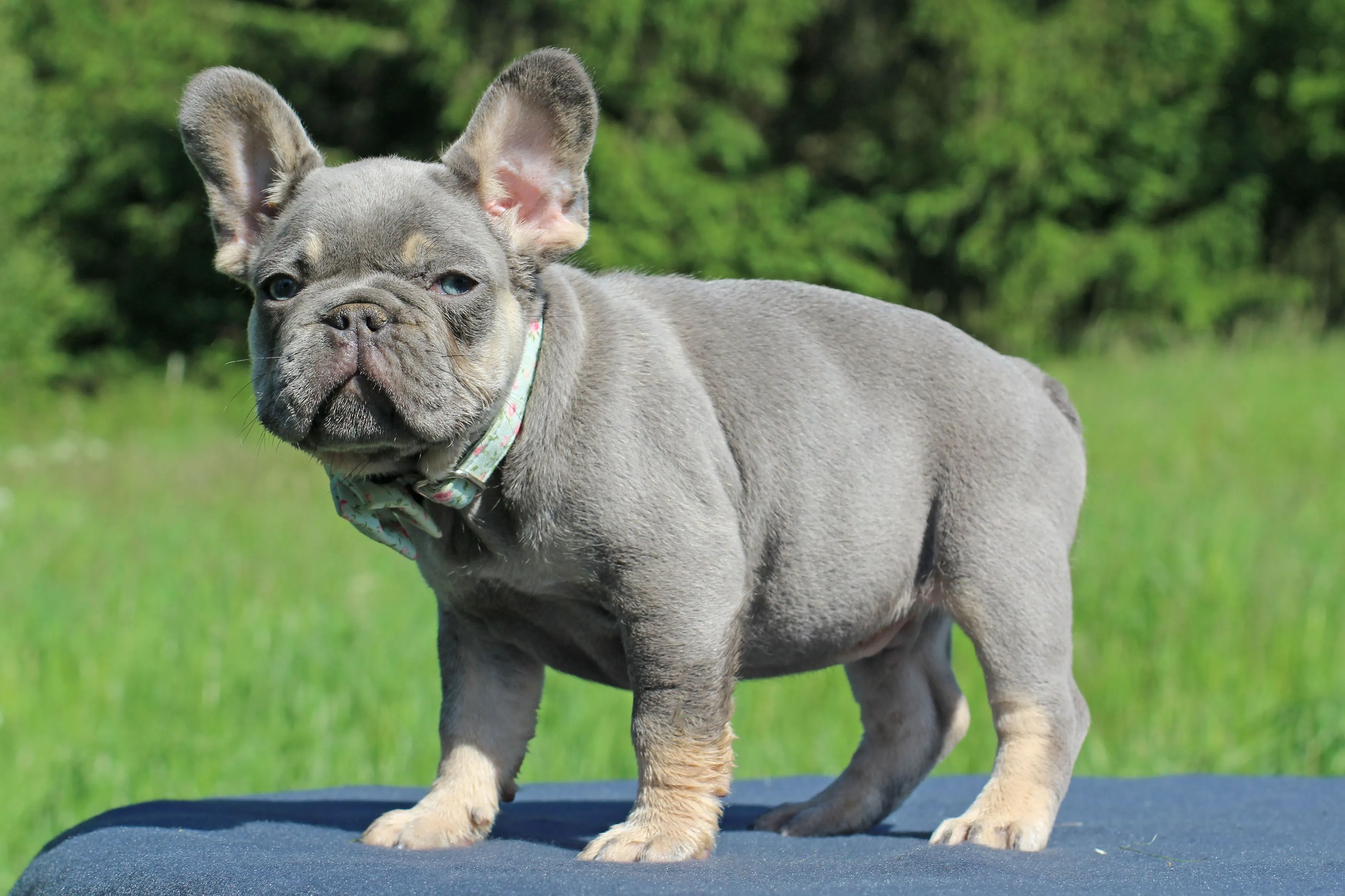 lilac-french-bulldog