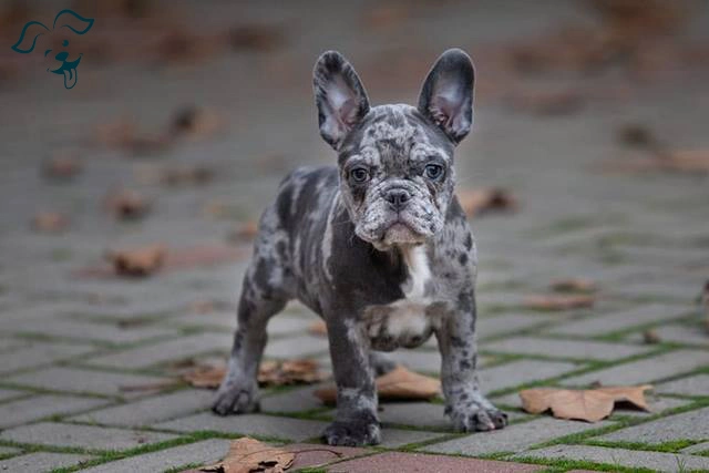 merle-french-bulldog-walking