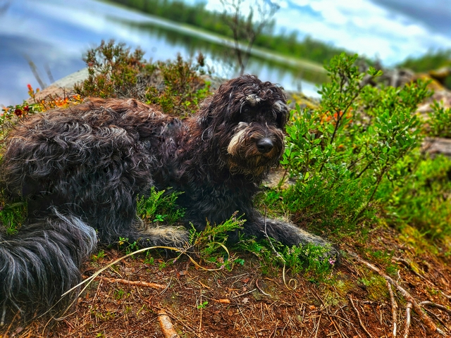 Mini Aussiedoodle - The Insights, Facts, and Fun Factor