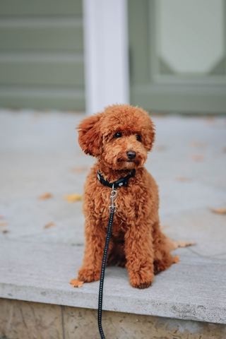 Mini Golden doodle: Benefits, Training and Care