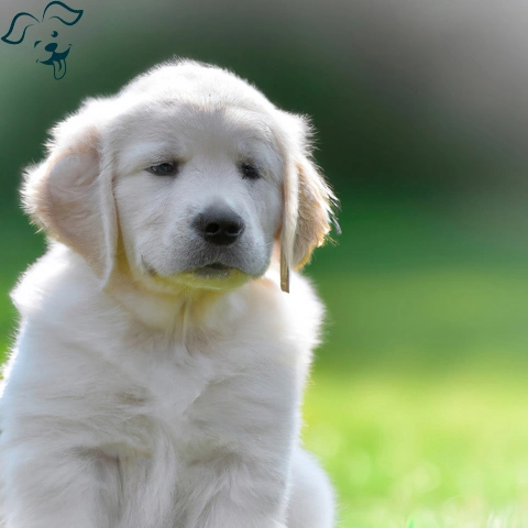 Mini Golden Retrievers;