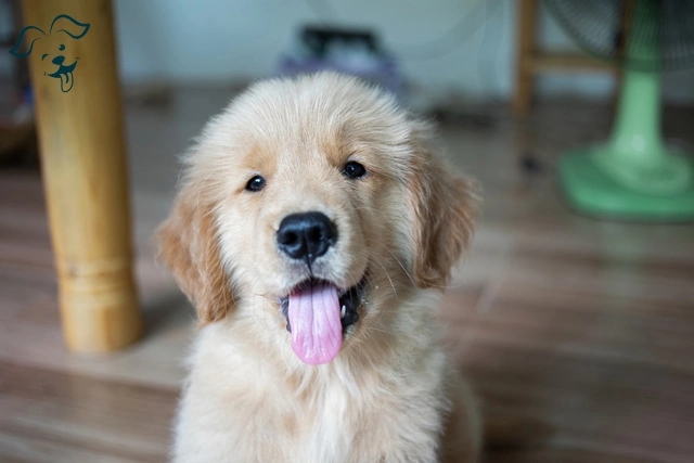 Mini Golden Retrievers; Small in Size, Great in Traits