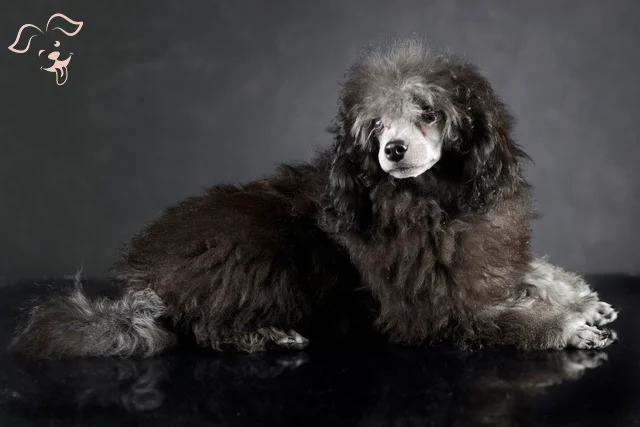 Moyen Poodle the Great Companion