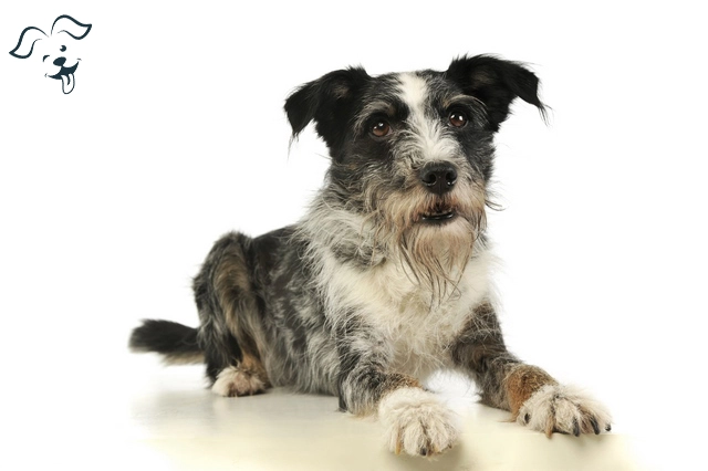 Mutt Dog: Benefits, Training and Care