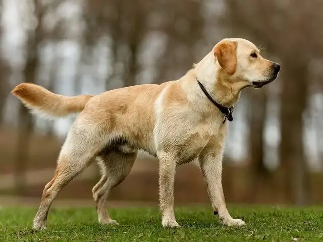 Friendly Labrador Retriever