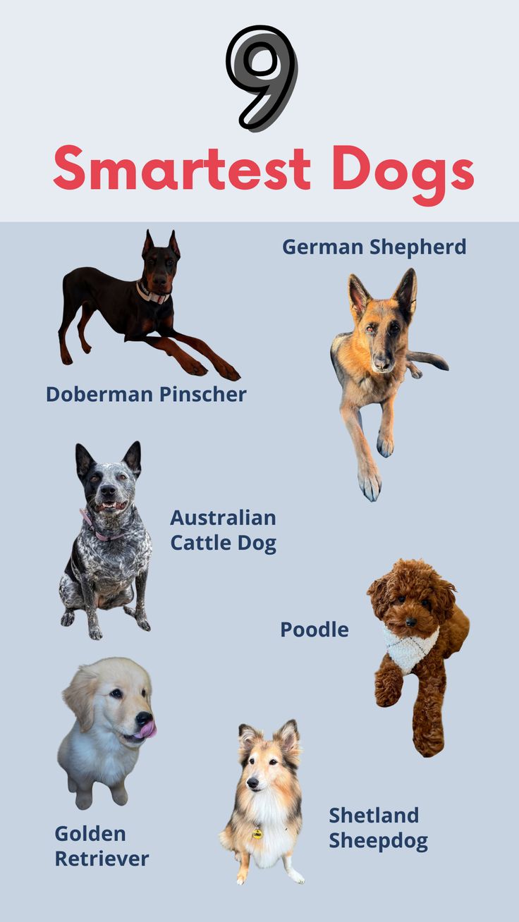 Top 9 most intelligent dog breeds for families