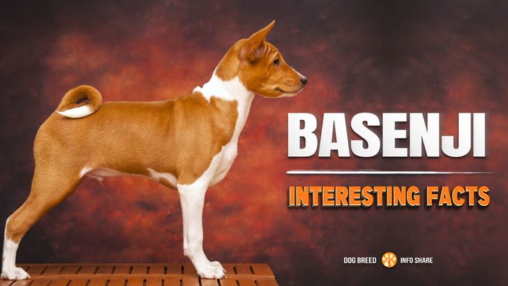 Basenji dog