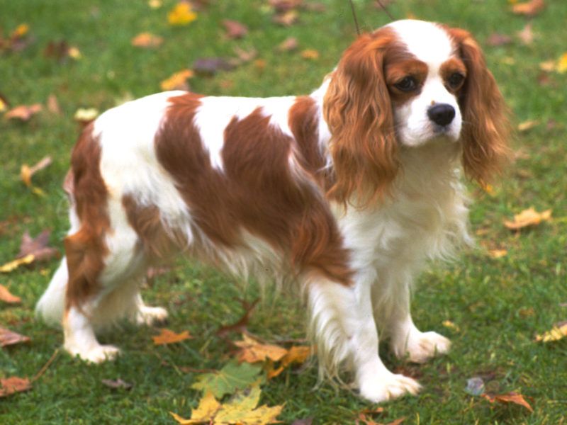 Gentle Cavalier King Charles Spaniel low-maintenance dog