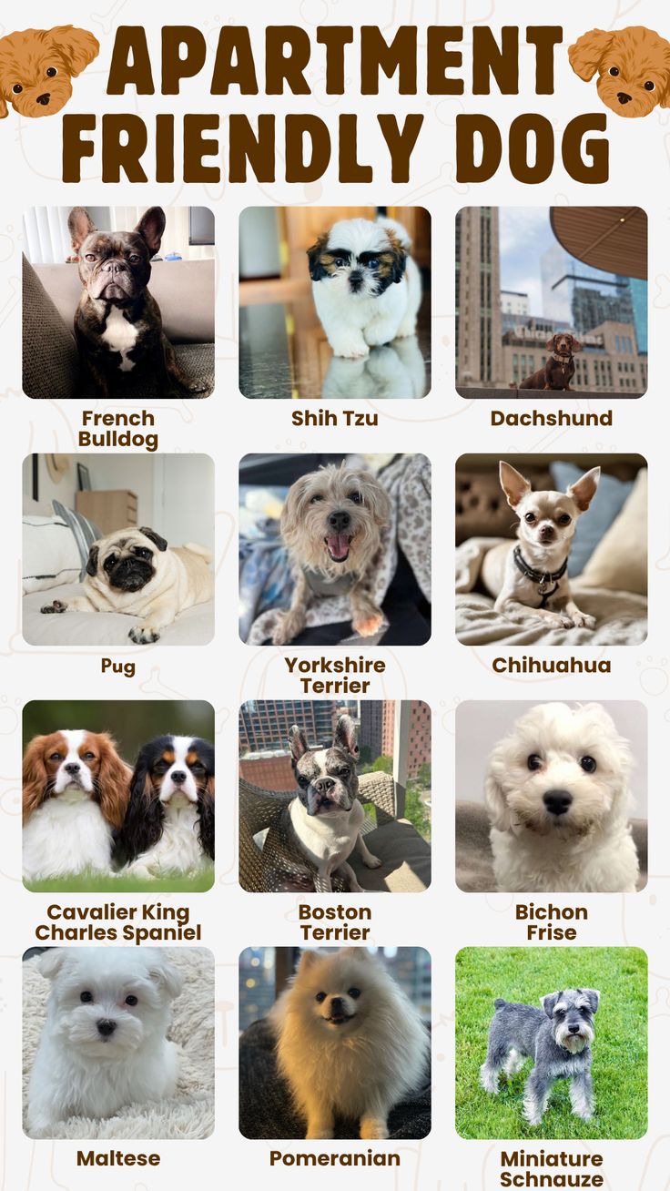 12 Dog Breeds Made for Small Spaces