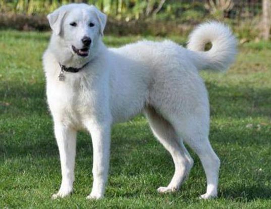 Akbash Dog calm, quiet, and soft-natured large dog breed