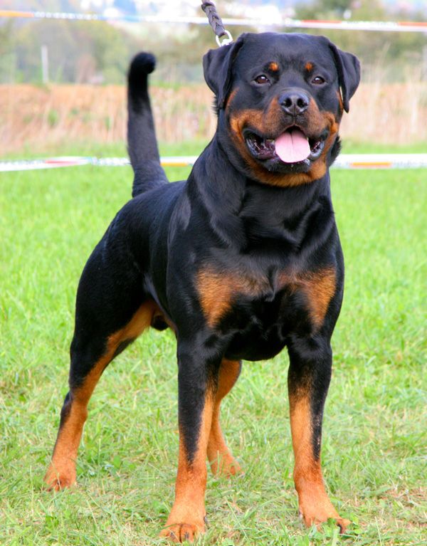  Rottweiler dog