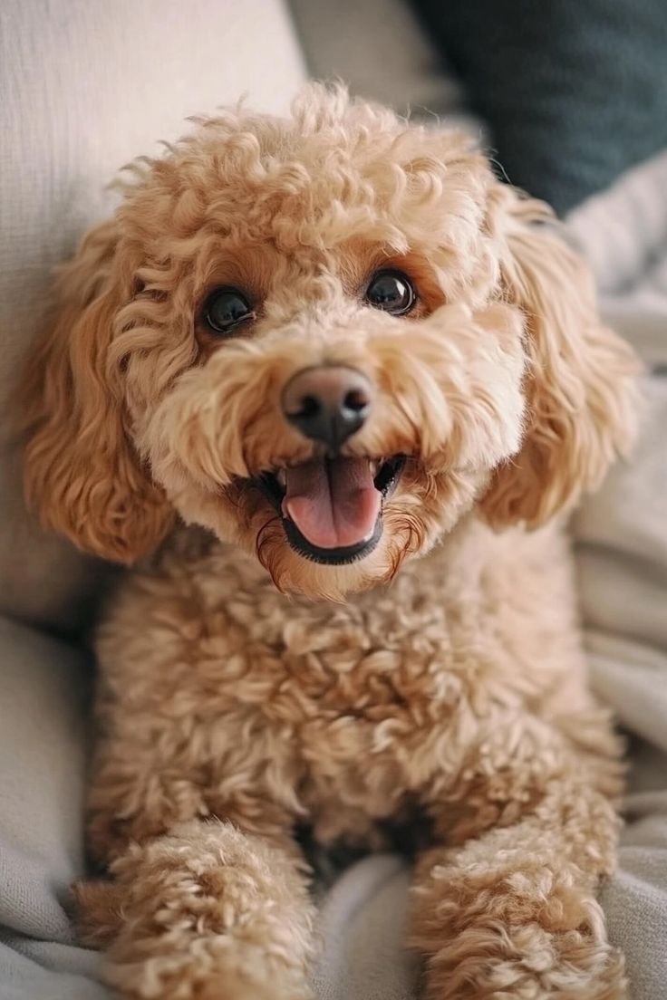 Toy Poodle dog