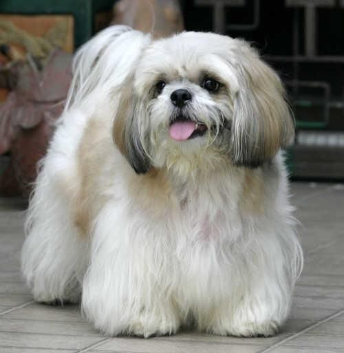 Lhasa Apso long-living fluffy companion dog with long coat