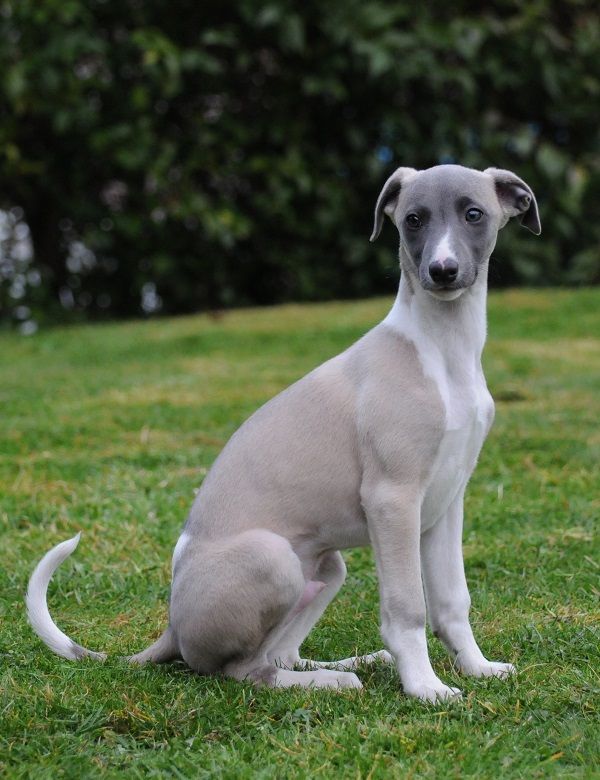 Whippet athletic healthy dog