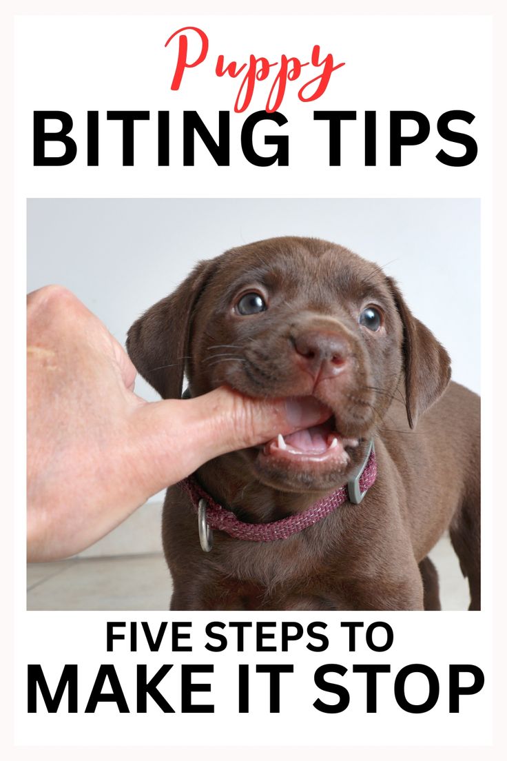 How to stop puppy from biting fingers and other dogs